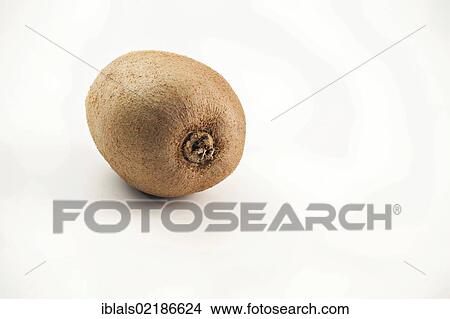 Kiwi (Actinidia deliciosa) View Large Photo Image Picture - Kiwi (Actinidia deliciosa). Fotosearch