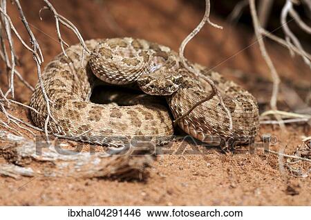 Stock Photograph - Klapperschlange (Crotalus), Monument Valley Navajo Tribal Park, Arizona, USA, Nordamerika. Fotosearch
