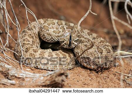Klapperschlange (Crotalus sp. ), zungelt, Monument Valley Navajo Tribal Park, Arizona, USA, Nordamerika View Large Photo Image Stock Photo - Klapperschlange (Crotalus sp. ), zungelt, Monument Valley Navajo Tribal Park, Arizona, USA, Nordamerika. Fotosearch