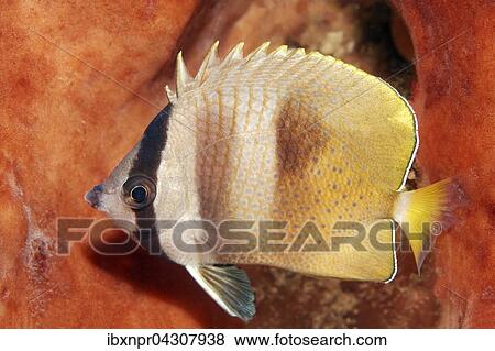 Kleins Falterfisch (Chaetodon kleinii), Saparua Insel, Molukken, Banda See, Pazifik, Indonesien, Asien View Large Photo Image Stock Photo - Kleins Falterfisch (Chaetodon kleinii), Saparua Insel, Molukken, Banda See, Pazifik, Indonesien, Asien. Fotosearch