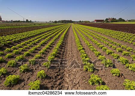 Kopfsalat, Anbau im Knoblauchsland, Anbaugebiet in Hofles bei Nurnberg, Mittelfranken, Bayern, Deutschland, Europa View Large Photo Image Picture - Kopfsalat, Anbau im Knoblauchsland, Anbaugebiet in Hofles bei Nurnberg, Mittelfranken, Bayern, Deutschland, Europa. Fotosearch