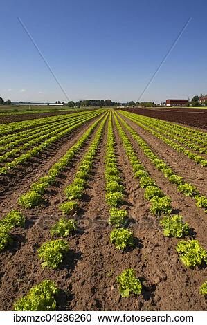 Kopfsalat, Anbau im Knoblauchsland, Anbaugebiet in Hofles bei Nurnberg, Mittelfranken, Bayern, Deutschland, Europa View Large Photo Image Stock Image - Kopfsalat, Anbau im Knoblauchsland, Anbaugebiet in Hofles bei Nurnberg, Mittelfranken, Bayern, Deutschland, Europa. Fotosearch