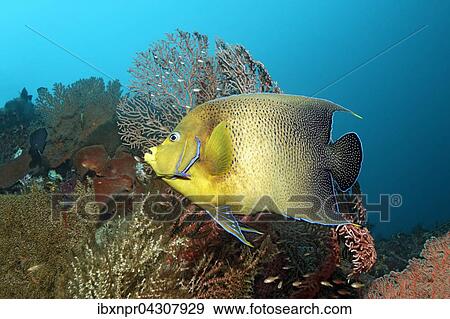 Koran Kaiserfisch (Pomacanthus semicirculatus), schwimmt uber Korallenriff, Saparua Insel, Molukken, Banda See, Pazifik, Indonesien, Asien View Large Photo Image Stock Photo - Koran Kaiserfisch (Pomacanthus semicirculatus), schwimmt uber Korallenriff, Saparua Insel, Molukken, Banda See, Pazifik, Indonesien, Asien. Fotosearch
