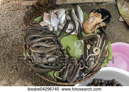 Korb mit Schlangen, Fischen und Huhn an einer Landstrasse bei Phnom Penh, Kambodscha, Asien View Large Photo Image Stock Image - Korb mit Schlangen, Fischen und Huhn an einer Landstrasse bei Phnom Penh, Kambodscha, Asien. Fotosearch