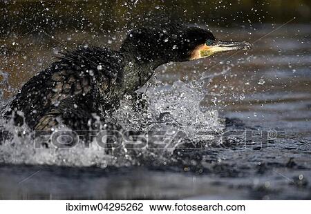 Kormoran (Phalacrocorax carbo) beim Starten im Wasser, Baden-Wurttemberg, Deutschland, Europa View Large Photo Image Stock Image - Kormoran (Phalacrocorax carbo) beim Starten im Wasser, Baden-Wurttemberg, Deutschland, Europa. Fotosearch
