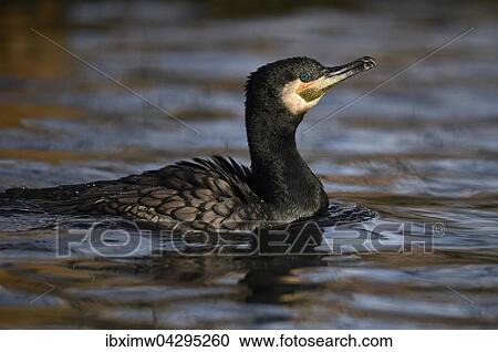 Kormoran (Phalacrocorax carbo), Baden-Wurttemberg, Deutschland, Europa View Large Photo Image Stock Image - Kormoran (Phalacrocorax carbo), Baden-Wurttemberg, Deutschland, Europa. Fotosearch