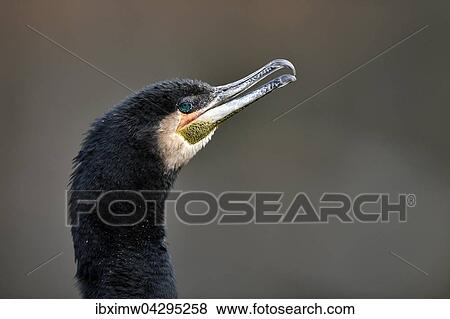Kormoran (Phalacrocorax carbo), Tierportrait, Baden-Wurttemberg, Deutschland, Europa View Large Photo Image Stock Photo - Kormoran (Phalacrocorax carbo), Tierportrait, Baden-Wurttemberg, Deutschland, Europa. Fotosearch