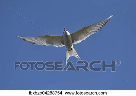 Kustenseeschwalbe (Sterna paradisaea), im Flug, Vik, Sudisland, Island, Europa View Large Photo Image Picture - Kustenseeschwalbe (Sterna paradisaea), im Flug, Vik, Sudisland, Island, Europa. Fotosearch