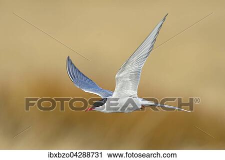 Kustenseeschwalbe (Sterna paradisaea), fliegend im Abendlicht, Hofn, Sudisland, Island, Europa View Large Photo Image Stock Image - Kustenseeschwalbe (Sterna paradisaea), fliegend im Abendlicht, Hofn, Sudisland, Island, Europa. Fotosearch