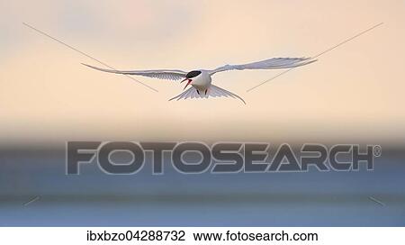 Kustenseeschwalbe (Sterna paradisaea), fliegend im Abendlicht uber dem Meer, Hofn, Sudisland, Island, Europa View Large Photo Image Stock Image - Kustenseeschwalbe (Sterna paradisaea), fliegend im Abendlicht uber dem Meer, Hofn, Sudisland, Island, Europa. Fotosearch