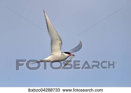 Kustenseeschwalbe (Sterna paradisaea), im Flug mit Fisch im Schnabel, Vik, Sudisland, Island, Europa View Large Photo Image Stock Image - Kustenseeschwalbe (Sterna paradisaea), im Flug mit Fisch im Schnabel, Vik, Sudisland, Island, Europa. Fotosearch