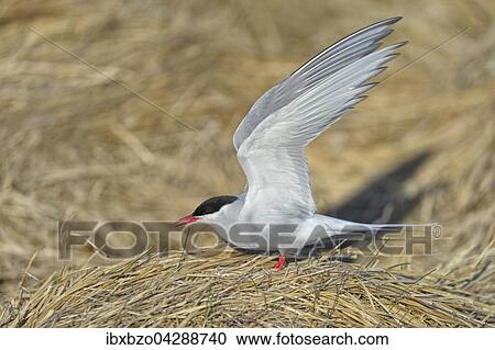Kustenseeschwalbe (Sterna paradisaea), landet auf ihrem Nistplatz im Abendlicht, Hofn, Sudisland, Island, Europa View Large Photo Image Stock Image - Kustenseeschwalbe (Sterna paradisaea), landet auf ihrem Nistplatz im Abendlicht, Hofn, Sudisland, Island, Europa. Fotosearch