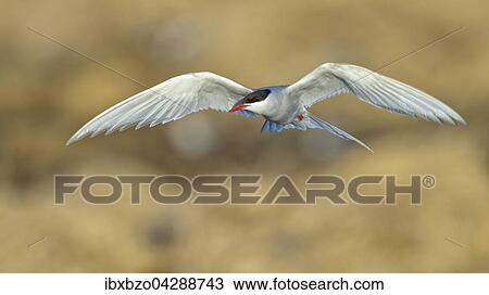 Kustenseeschwalbe (Sterna paradisaea), fliegend im Abendlicht, Hofn, Sudisland, Island, Europa View Large Photo Image Stock Image - Kustenseeschwalbe (Sterna paradisaea), fliegend im Abendlicht, Hofn, Sudisland, Island, Europa. Fotosearch