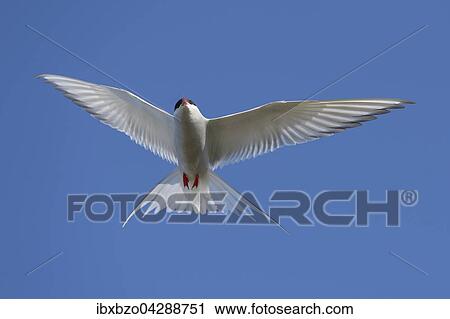 Kustenseeschwalbe (Sterna paradisaea), im Flug, Vik, Sudisland, Island, Europa View Large Photo Image Stock Image - Kustenseeschwalbe (Sterna paradisaea), im Flug, Vik, Sudisland, Island, Europa. Fotosearch