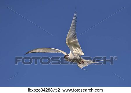 Kustenseeschwalbe (Sterna paradisaea), im Flug, Vik, Sudisland, Island, Europa View Large Photo Image Stock Image - Kustenseeschwalbe (Sterna paradisaea), im Flug, Vik, Sudisland, Island, Europa. Fotosearch