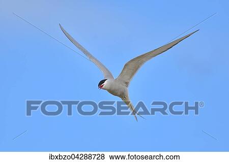 Kustenseeschwalbe (Sterna paradisaea), im Flug, Vik, Sudisland, Island, Europa View Large Photo Image Stock Photo - Kustenseeschwalbe (Sterna paradisaea), im Flug, Vik, Sudisland, Island, Europa. Fotosearch