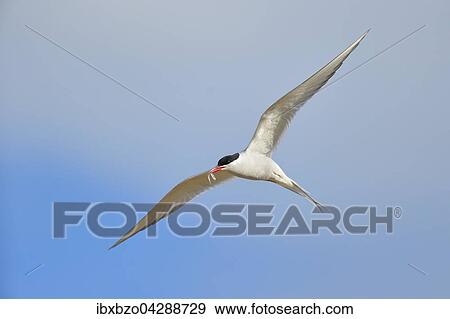 Kustenseeschwalbe (Sterna paradisaea), im Flug mit Fisch im Schnabel, Vik, Sudisland, Island, Europa View Large Photo Image Stock Photo - Kustenseeschwalbe (Sterna paradisaea), im Flug mit Fisch im Schnabel, Vik, Sudisland, Island, Europa. Fotosearch