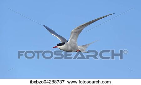 Kustenseeschwalbe (Sterna paradisaea), im Flug, Vik, Sudisland, Island, Europa View Large Photo Image Stock Photo - Kustenseeschwalbe (Sterna paradisaea), im Flug, Vik, Sudisland, Island, Europa. Fotosearch