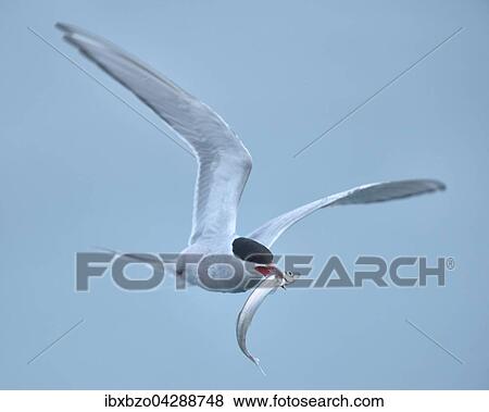 Kustenseeschwalbe (Sterna paradisaea), im Flug mit Fisch im Schnabel, Vik, Sudisland, Island, Europa View Large Photo Image Stock Photo - Kustenseeschwalbe (Sterna paradisaea), im Flug mit Fisch im Schnabel, Vik, Sudisland, Island, Europa. Fotosearch