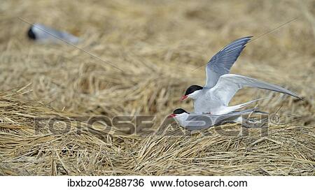 Kustenseeschwalbe (Sterna paradisaea), Kopula, Hofn, Sudisland, Island, Europa View Large Photo Image Stock Photograph - Kustenseeschwalbe (Sterna paradisaea), Kopula, Hofn, Sudisland, Island, Europa. Fotosearch