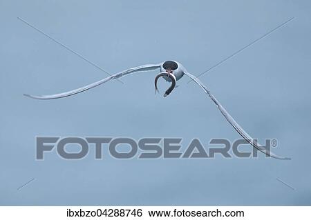 Kustenseeschwalbe (Sterna paradisaea), im Flug mit Fisch im Schnabel, Vik, Sudisland, Island, Europa View Large Photo Image Stock Photograph - Kustenseeschwalbe (Sterna paradisaea), im Flug mit Fisch im Schnabel, Vik, Sudisland, Island, Europa. Fotosearch