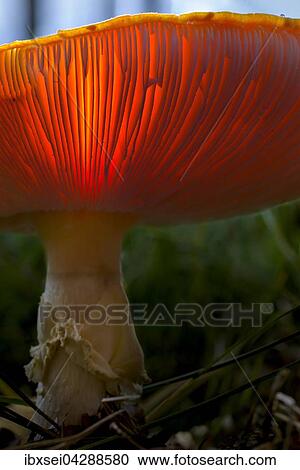 Lamellen vom Fliegenpilz im Gegenlicht, (Amanita muscaria), Bayern, Deutschland, Europa View Large Photo Image Stock Image - Lamellen vom Fliegenpilz im Gegenlicht, (Amanita muscaria), Bayern, Deutschland, Europa. Fotosearch