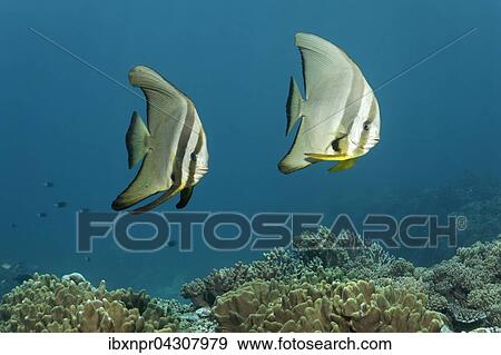 Stock Photo - Langflossen Fledermausfisch, (Platax teira), schwimmen uber Korallenriff, Saparua Insel, Molukken, Banda See, Pazifik, Indonesien, Asien. Fotosearch