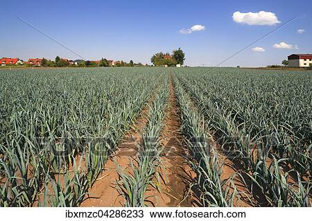 Stock Image - Lauch, Anbau im Knoblauchsland, Anbaugebiet in Hofles bei Nurnberg, Mittelfranken, Bayern, Deutschland, Europa. Fotosearch