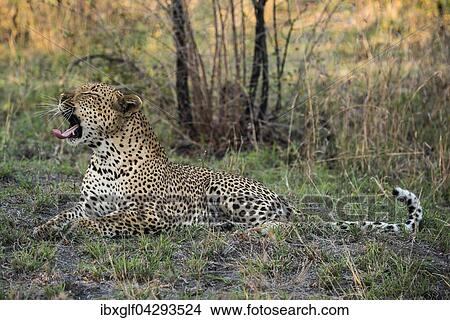 Picture - Leopard (Panthera pardus) Mannchen, Sabie Sands Wildreservat, Sabi Sabi Bush Lodge, Republik Sudafrika, RSA, Afrika. Fotosearch
