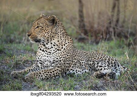 Leopard (Panthera pardus) Mannchen, Sabie Sands Wildreservat, Sabi Sabi Bush Lodge, Republik Sudafrika, RSA, Afrika View Large Photo Image Stock Image - Leopard (Panthera pardus) Mannchen, Sabie Sands Wildreservat, Sabi Sabi Bush Lodge, Republik Sudafrika, RSA, Afrika. Fotosearch