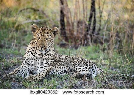 Stock Image - Leopard (Panthera pardus) Mannchen, Sabie Sands Wildreservat, Sabi Sabi Bush Lodge, Republik Sudafrika, RSA, Afrika. Fotosearch