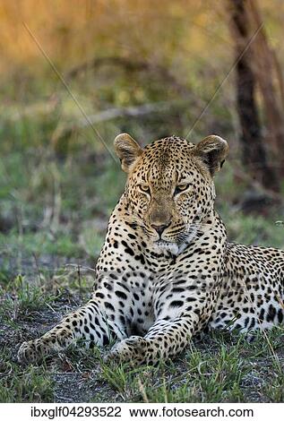 Stock Image - Leopard (Panthera pardus) Mannchen, Sabie Sands Wildreservat, Sabi Sabi Bush Lodge, Republik Sudafrika, RSA, Afrika. Fotosearch