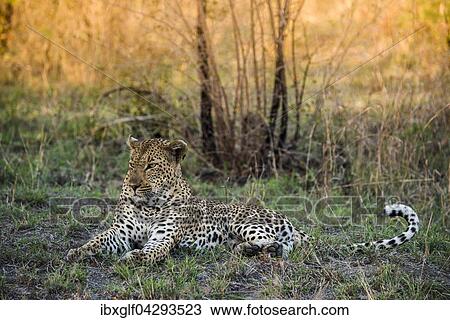 Leopard (Panthera pardus) Mannchen, Sabie Sands Wildreservat, Sabi Sabi Bush Lodge, Republik Sudafrika, RSA, Afrika View Large Photo Image Stock Image - Leopard (Panthera pardus) Mannchen, Sabie Sands Wildreservat, Sabi Sabi Bush Lodge, Republik Sudafrika, RSA, Afrika. Fotosearch