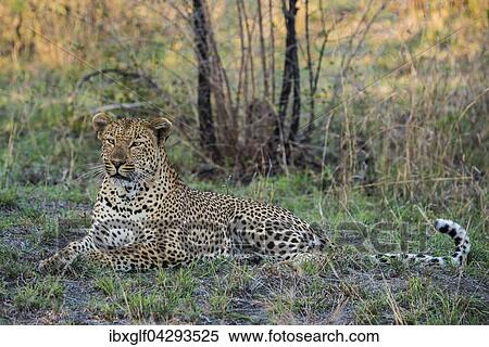 Leopard (Panthera pardus) Mannchen, Sabie Sands Wildreservat, Sabi Sabi Bush Lodge, Republik Sudafrika, RSA, Afrika View Large Photo Image Stock Photography - Leopard (Panthera pardus) Mannchen, Sabie Sands Wildreservat, Sabi Sabi Bush Lodge, Republik Sudafrika, RSA, Afrika. Fotosearch