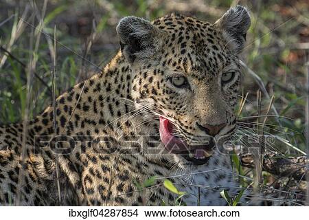 Leopard (Panthera pardus), Weibchen, Tierportrait, liegt im Gras, Sabi Sands Wildschutzgebiet, Mpumalanga, Sudafrika View Large Photo Image Picture - Leopard (Panthera pardus), Weibchen, Tierportrait, liegt im Gras, Sabi Sands Wildschutzgebiet, Mpumalanga, Sudafrika. Fotosearch