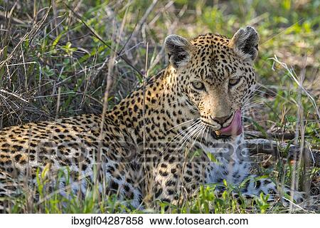 Leopard (Panthera pardus), Weibchen, Tierportrait, liegt im Gras, Sabi Sands Wildschutzgebiet, Mpumalanga, Sudafrika View Large Photo Image Stock Photo - Leopard (Panthera pardus), Weibchen, Tierportrait, liegt im Gras, Sabi Sands Wildschutzgebiet, Mpumalanga, Sudafrika. Fotosearch