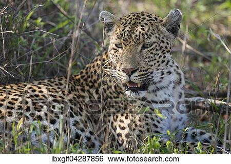 Leopard (Panthera pardus), Weibchen, Tierportrait, liegt im Gras, Sabi Sands Wildschutzgebiet, Mpumalanga, Sudafrika View Large Photo Image Stock Photograph - Leopard (Panthera pardus), Weibchen, Tierportrait, liegt im Gras, Sabi Sands Wildschutzgebiet, Mpumalanga, Sudafrika. Fotosearch