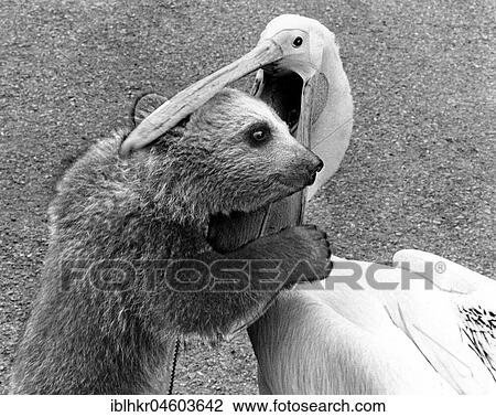 Little bear in the beak of a pelican, England, Great Britain View Large Photo Image Stock Image - Little bear in the beak of a pelican, England, Great Britain. Fotosearch