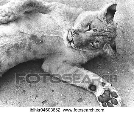 Little mouse on the belly of a lion, England, Great Britain View Large Photo Image Stock Image - Little mouse on the belly of a lion, England, Great Britain. Fotosearch