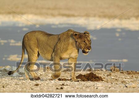 Lowe (Panthera leo), altes Weibchen an einem Wasserloch, im Abendlicht, Etosha-Nationalpark, Namibia, Afrika View Large Photo Image Stock Image - Lowe (Panthera leo), altes Weibchen an einem Wasserloch, im Abendlicht, Etosha-Nationalpark, Namibia, Afrika. Fotosearch