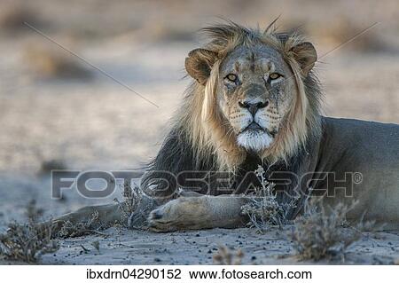Stock Image - Lowe (Panthera leo) direkter Blick, Kgalagadi-Transfrontier-Nationalpark, Nordkap Provinz, Sudafrika. Fotosearch