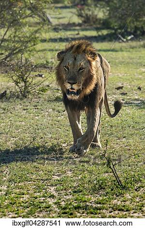 Stock Image - Lowe (Panthera leo) frontal laufend, Mannchen, Mala Mala Wildreservat, Sabi Sands, Sudafrika. Fotosearch
