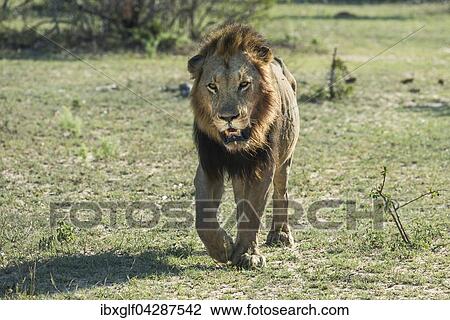 Lowe (Panthera leo) frontal laufend, Mannchen, Mala Mala Wildreservat, Sabi Sands, Sudafrika View Large Photo Image Stock Image - Lowe (Panthera leo) frontal laufend, Mannchen, Mala Mala Wildreservat, Sabi Sands, Sudafrika. Fotosearch