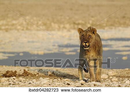 Lowe (Panthera leo), Jungtier, Mannchen, am Wasserloch, mit Blut an der Mahne vom Fressen, im Abendlicht, Etosha-Nationalpark, Namibia, Afrika View Large Photo Image Stock Image - Lowe (Panthera leo), Jungtier, Mannchen, am Wasserloch, mit Blut an der Mahne vom Fressen, im Abendlicht, Etosha-Nationalpark, Namibia, Afrika. Fotosearch