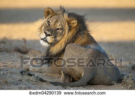 Lowe (Panthera leo) liegt, Kgalagadi-Transfrontier-Nationalpark, Nordkap Provinz, Sudafrika View Large Photo Image Stock Photo - Lowe (Panthera leo) liegt, Kgalagadi-Transfrontier-Nationalpark, Nordkap Provinz, Sudafrika. Fotosearch