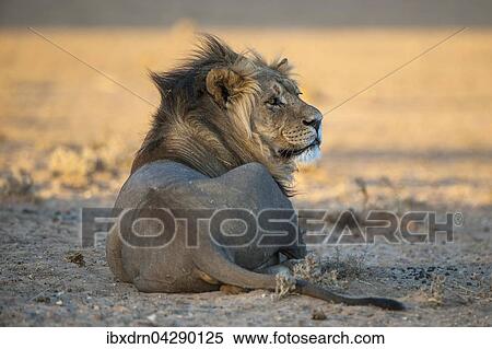 Stock Photography - Lowe (Panthera leo) liegt, Kgalagadi-Transfrontier-Nationalpark, Nordkap Provinz, Sudafrika. Fotosearch