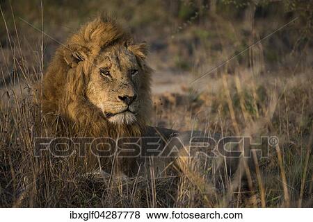 Lowe (Panthera leo) Mannchen liegt im Gras, Sabi Sands Wildreservat, Sudafrika View Large Photo Image Stock Photo - Lowe (Panthera leo) Mannchen liegt im Gras, Sabi Sands Wildreservat, Sudafrika. Fotosearch