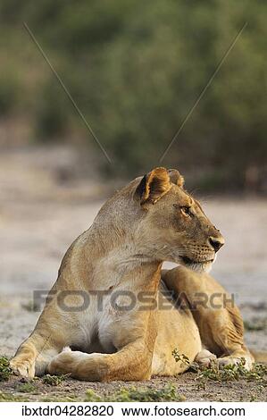 Stock Image - Lowe (Panthera leo), ruhendes Weibchen, Chobe-Nationalpark, Botswana, Afrika. Fotosearch