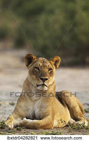 Stock Image - Lowe (Panthera leo), ruhendes Weibchen, Chobe-Nationalpark, Botswana, Afrika. Fotosearch