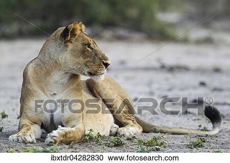 Stock Image - Lowe (Panthera leo), ruhendes Weibchen, Chobe-Nationalpark, Botswana, Afrika. Fotosearch